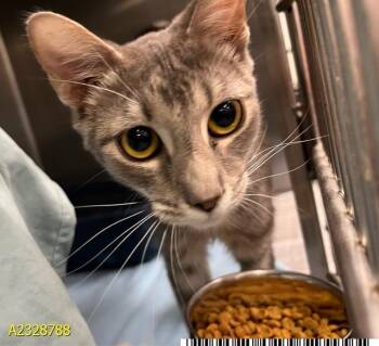 Domestic Short Hair Cats Available for Adoption - TRESSA | PetCurious