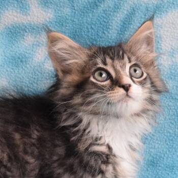Teton 53182 -  Domestic Long Hair Cat for Adoption in Eureka, California - Teton 53182 | PetCurious