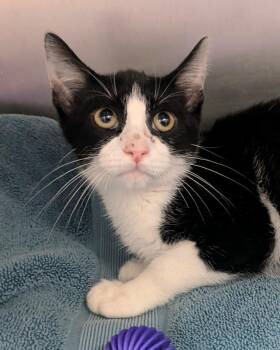 Michael -  Domestic Short Hair Cat for Adoption in Springfield, Illinois - Michael | PetCurious