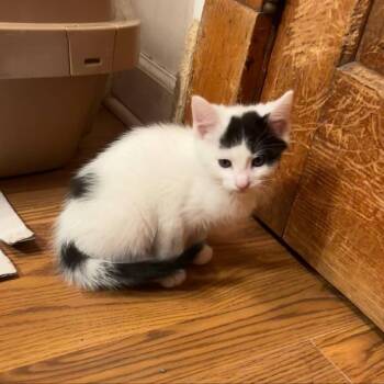 Domestic Short Hair Cats Available for Adoption in Dekalb, Illinois - Tallulah | PetCurious