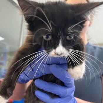 Nikki -  Domestic Long Hair Cat for Adoption in Ojai, California - Nikki | PetCurious