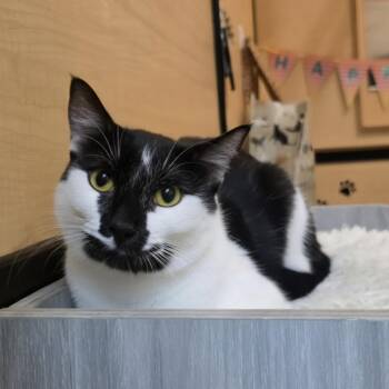 Harvie -  Domestic Short Hair Cat for Adoption in Warr Acres, Oklahoma - Harvie | PetCurious