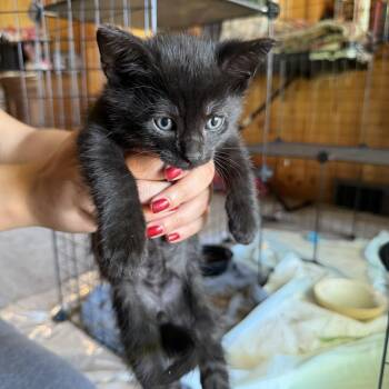 Black Beard -  Domestic Short Hair Cat for Adoption in Carmel, Indiana - Black Beard | PetCurious
