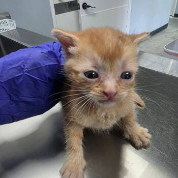 budda -  Domestic Short Hair Cat for Adoption in Duncan, Oklahoma - Budda | PetCurious