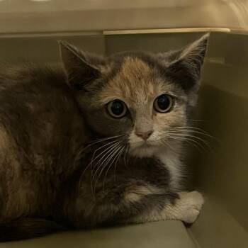 Dragonfly -  Domestic Short Hair Cat for Adoption in Dearborn, Michigan - Dragonfly | PetCurious