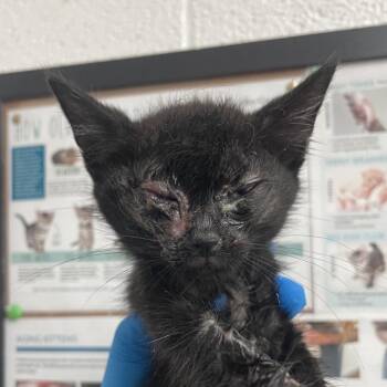 Victor -  Domestic Short Hair Cat for Adoption in Edinburg, Texas - Victor | PetCurious