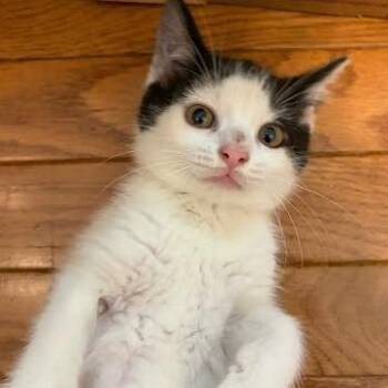 Silvermist -  Domestic Short Hair Cat for Adoption in Belleville, Illinois - Silvermist | PetCurious