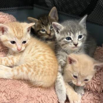Reese -  Domestic Short Hair Cat Available for Adoption in Tustin, California - Reese | PetCurious