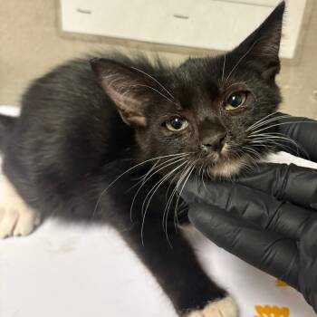 Fleetwood Mac -  Domestic Short Hair Cat for Adoption in Yuma, Arizona - Fleetwood Mac | PetCurious