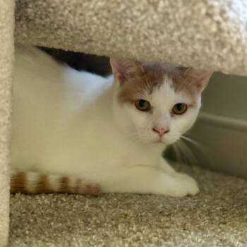 Rescue Domestic Short Hair Cats for Adoption in Richmond, Virginia - Orange Peel | PetCurious
