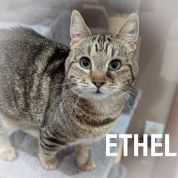Domestic Short Hair and Tabby Cats Available for Adoption in Griffith, Indiana - ETHEL  | PetCurious