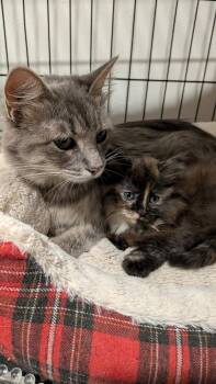 Sterling & Amelia -  Domestic Long Hair Cat for Adoption in North Platte, Nebraska - Sterling & Amelia | PetCurious