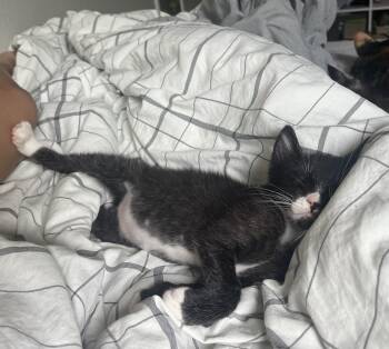 Rescue Domestic Short Hair Cats for Adoption in Davis, California - Basil | PetCurious