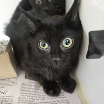 Luna -  Domestic Short Hair Cat for Adoption in Phoenixville, Pennsylvania - Luna | PetCurious