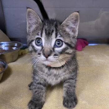 Domestic Short Hair Cats Available for Adoption in Cheyenne, Wyoming - Lady Bird Johnson | PetCurious