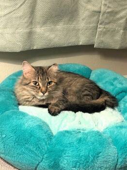 Domestic Long Hair Cats Available for Adoption - Toastie | PetCurious