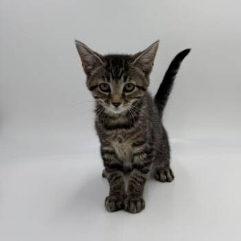 LuLaRoe -  Domestic Short Hair Cat for Adoption in State College, Pennsylvania - LuLaRoe | PetCurious