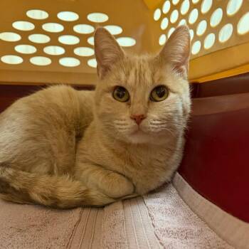 Domestic Short Hair Cats Available for Adoption - Phillipa | PetCurious
