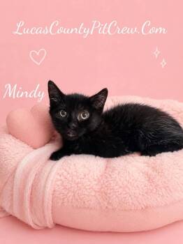 Mindy -  Domestic Short Hair and American Shorthair Cat for Adoption in Toledo, Ohio - Mindy | PetCurious