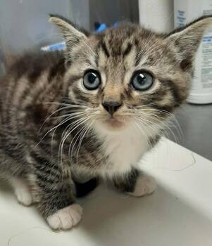 Domestic Short Hair Cats Available for Adoption in Georgetown, Ohio - Robin | PetCurious