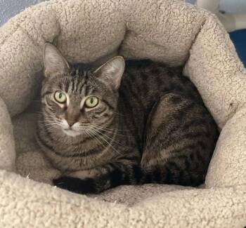 Rescue Domestic Short Hair Cats for Adoption in Eglin Air Force Base, Florida - Cleopatra | PetCurious