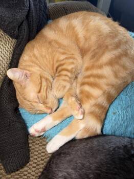Cheddar Cheese -  Domestic Short Hair and Tabby Cat for Adoption in Greensboro, North Carolina - Cheddar Cheese | PetCurious