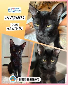 Inverness -  Domestic Short Hair Cat for Adoption in San Juan Capistrano, California - Inverness | PetCurious