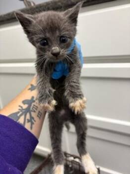 Tigger -  Domestic Short Hair Cat for Adoption in Morristown, Tennessee - Tigger | PetCurious