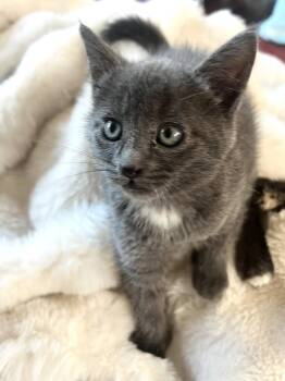 Russian Blue and Domestic Short Hair Cats Available for Adoption in Walnut Creek, California - Alex | PetCurious