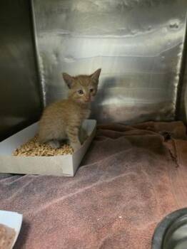 Three -  Domestic Long Hair Cat for Adoption in El Paso, Texas - Three | PetCurious