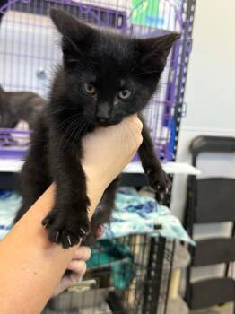 Bailee PA -  Domestic Short Hair Cat for Adoption in Denham Springs, Louisiana - Bailee PA | PetCurious