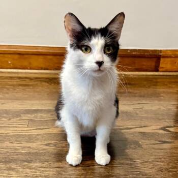 Sea -  Domestic Short Hair Cat for Adoption in Chicago, Illinois - Sea | PetCurious