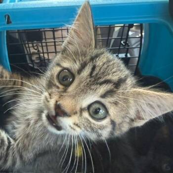 Cameron -  Domestic Short Hair Cat for Adoption in Las Vegas, Nevada - Cameron | PetCurious