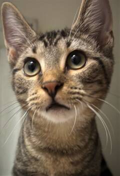 Rescue Domestic Short Hair Cats for Adoption in Cumming, Georgia - Teddy 861-25 | PetCurious