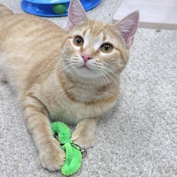 Rescue American Shorthair Cats for Adoption in Philadelphia, Pennsylvania - Fizzle | PetCurious