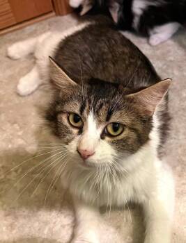 Domestic Long Hair and Domestic Short Hair Cats Available for Adoption in Dorr, Michigan - Loretta | PetCurious