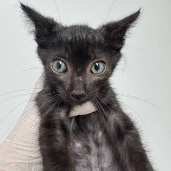 Cumberbund -  Domestic Short Hair Cat for Adoption in Grantsville, Utah - Cumberbund | PetCurious