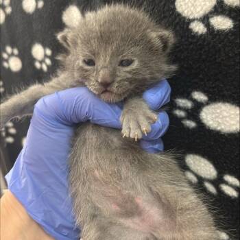 Jalebi -  Domestic Short Hair Cat for Adoption in Salt Lake City, Utah - Jalebi | PetCurious