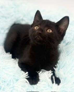 Yuzu -  Domestic Short Hair Cat for Adoption in Covington, Louisiana - Yuzu | PetCurious
