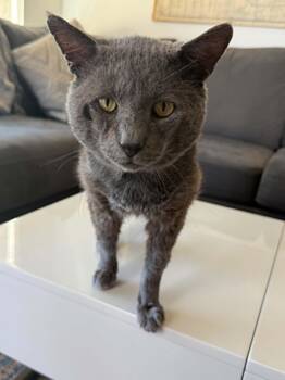 Sanders -  Domestic Short Hair Cat for Adoption in Burnaby, British Columbia - Sanders | PetCurious