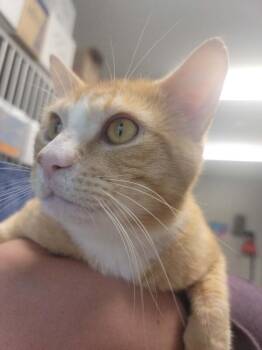 Orange Peel -  Domestic Short Hair Cat for Adoption in Fort Collins, Colorado - Orange Peel | PetCurious