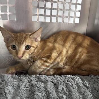 Merv -  Domestic Short Hair Cat for Adoption in Mount Vernon, Indiana - Merv | PetCurious