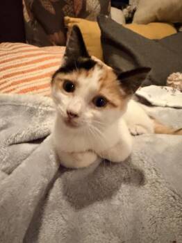 Plato -  Domestic Short Hair Cat for Adoption in Ferndale, Michigan - Plato | PetCurious