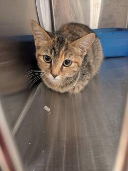 Kim -  Domestic Short Hair Cat for Adoption in Springfield, Tennessee - Kim | PetCurious
