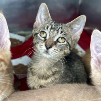 Messi -  Domestic Short Hair Cat for Adoption in Matteson, Illinois - Messi | PetCurious