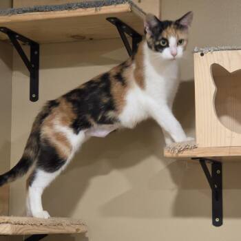 Dolly Pawton -  Domestic Short Hair Cat for Adoption in Tipton, Indiana - Dolly Pawton | PetCurious