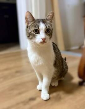 Big Mama -  Tabby Cat for Adoption in New Albany, Ohio - Big Mama | PetCurious