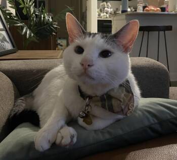 Rescue Domestic Short Hair Cats for Adoption in Fort Worth, Texas - Wilbur (pre-adopt) | PetCurious