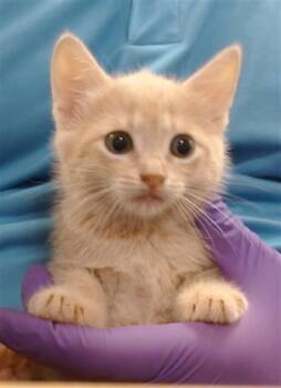 Domestic Short Hair Cats Available for Adoption in Doral, Florida - SELENE | PetCurious