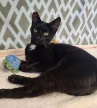 Samantha -  Domestic Short Hair Cat for Adoption in Bucyrus, Ohio - Samantha | PetCurious
